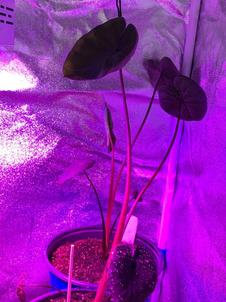 Imperial Red Elephant Ear - Alocasia – Wellspring Gardens