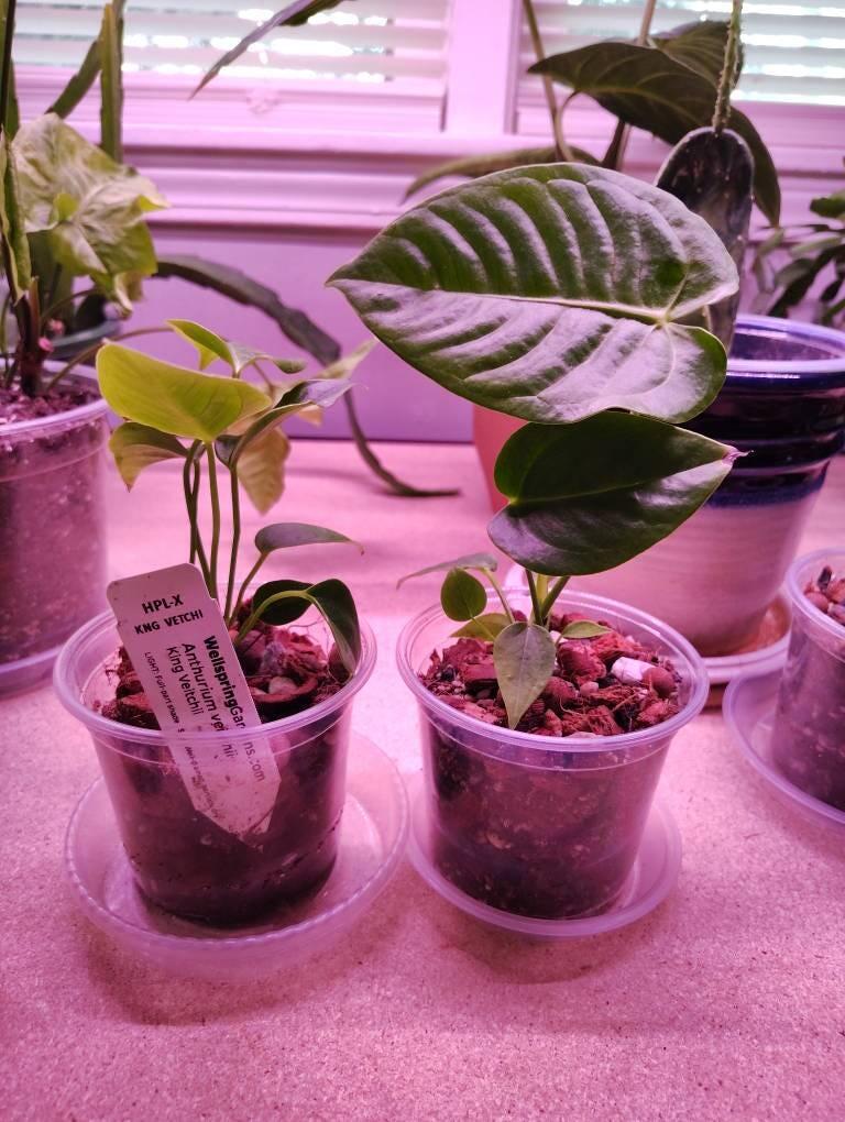 Anthurium radicans x luxurians Hybrid - Anthurium – Wellspring Gardens