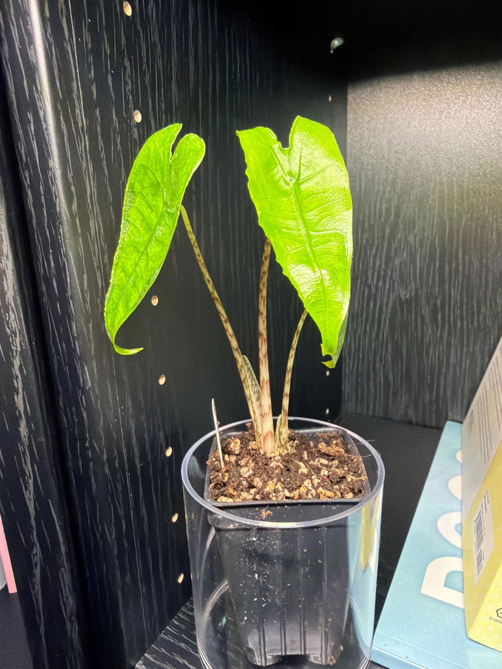 Imperial Red Elephant Ear - Alocasia – Wellspring Gardens