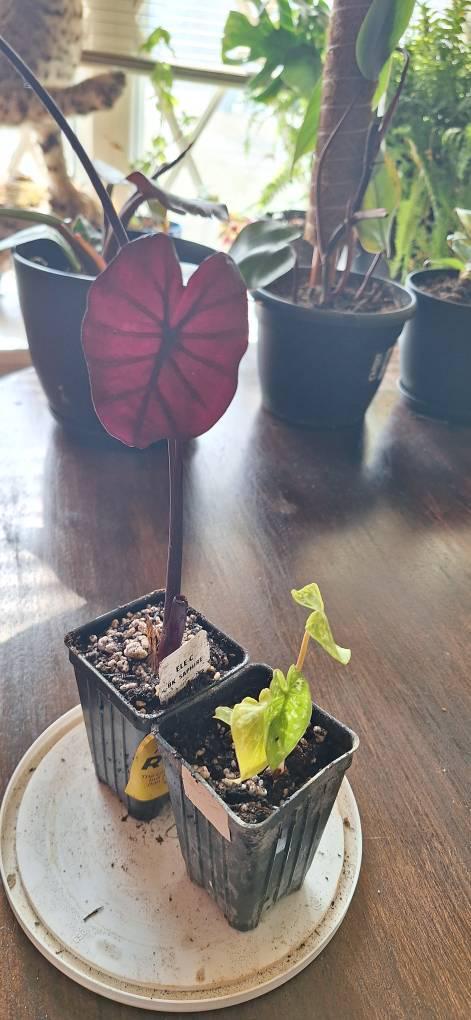 Hilo Beauty Elephant Ear - Alocasia – Wellspring Gardens