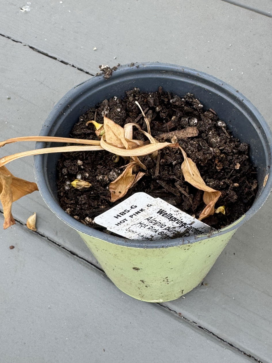 Pinstripe Ginger Variegated - Alpinia formosana – Wellspring Gardens