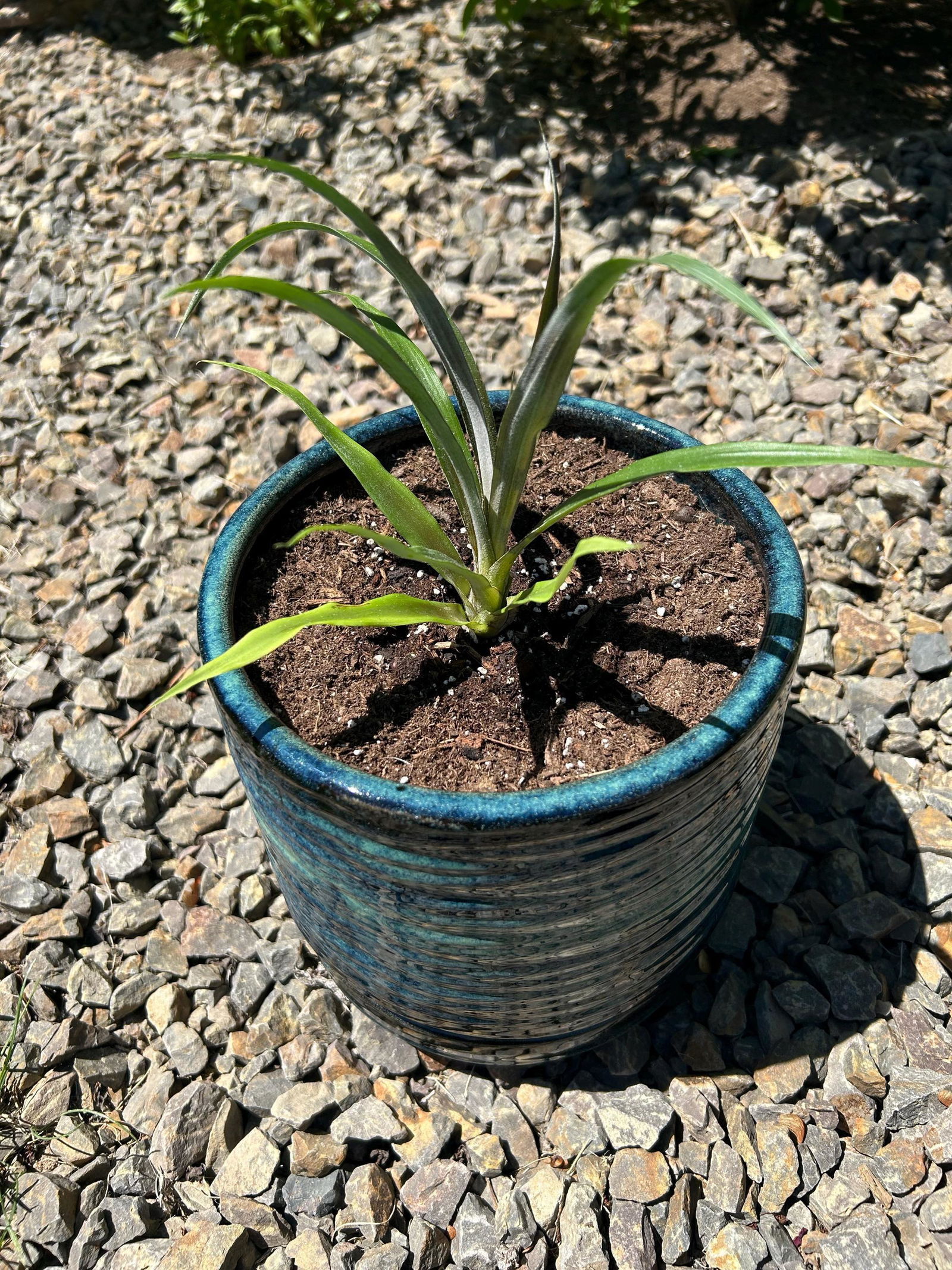 Elite Gold Pineapple - Ananas comosus – Wellspring Gardens