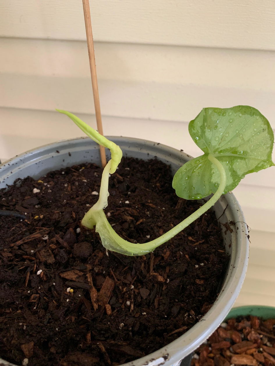 Malaysian Monster Elephant Ear - Alocasia porteii – Wellspring Gardens