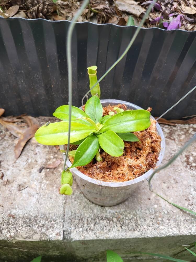 極上　ぷるぷるガーデンクォーツ　K894 Lady Luck Carnivorous Pitcher Plant - Nepenthes ampullaria x