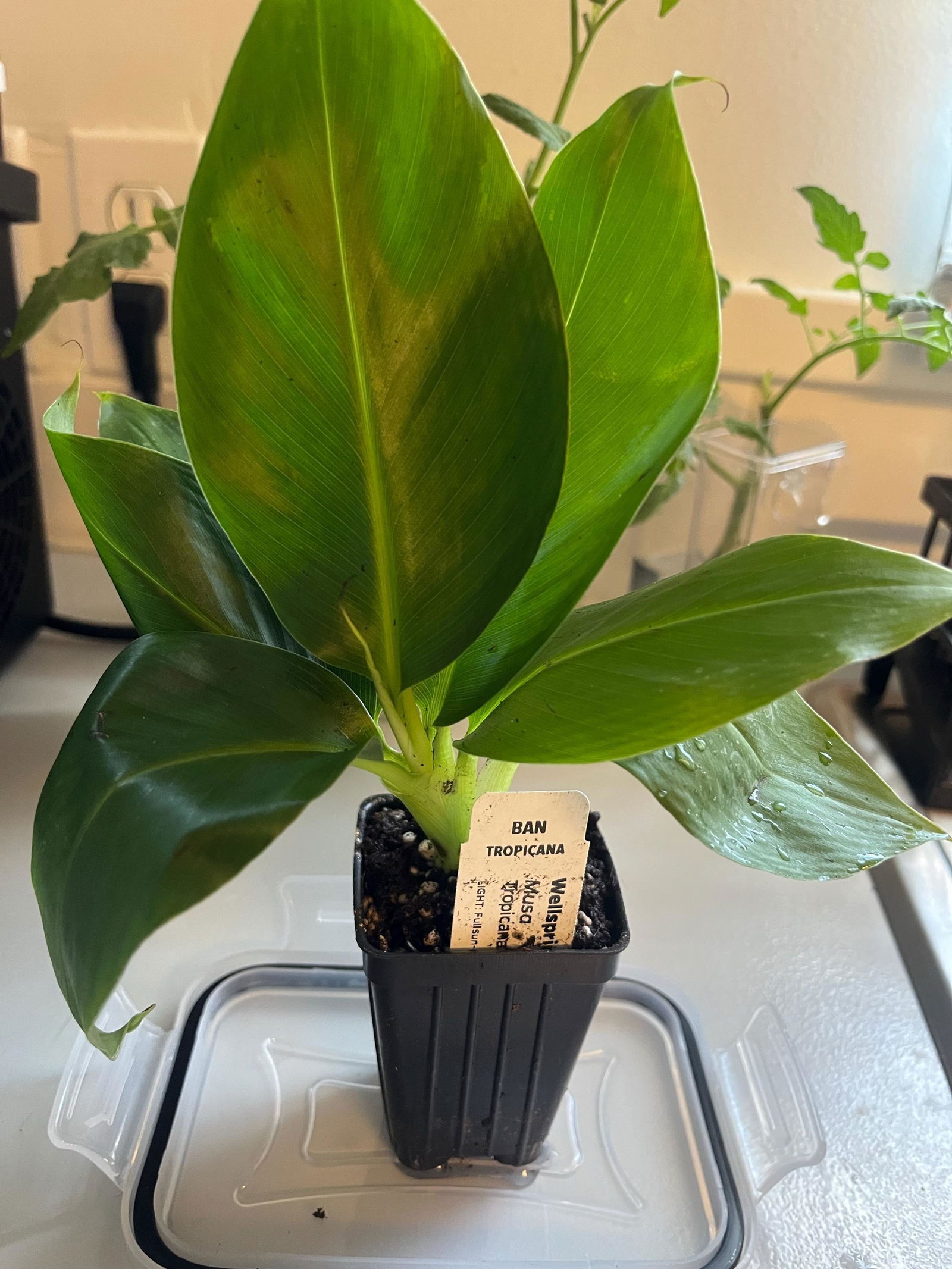 Truly Tiny Banana - Musa – Wellspring Gardens