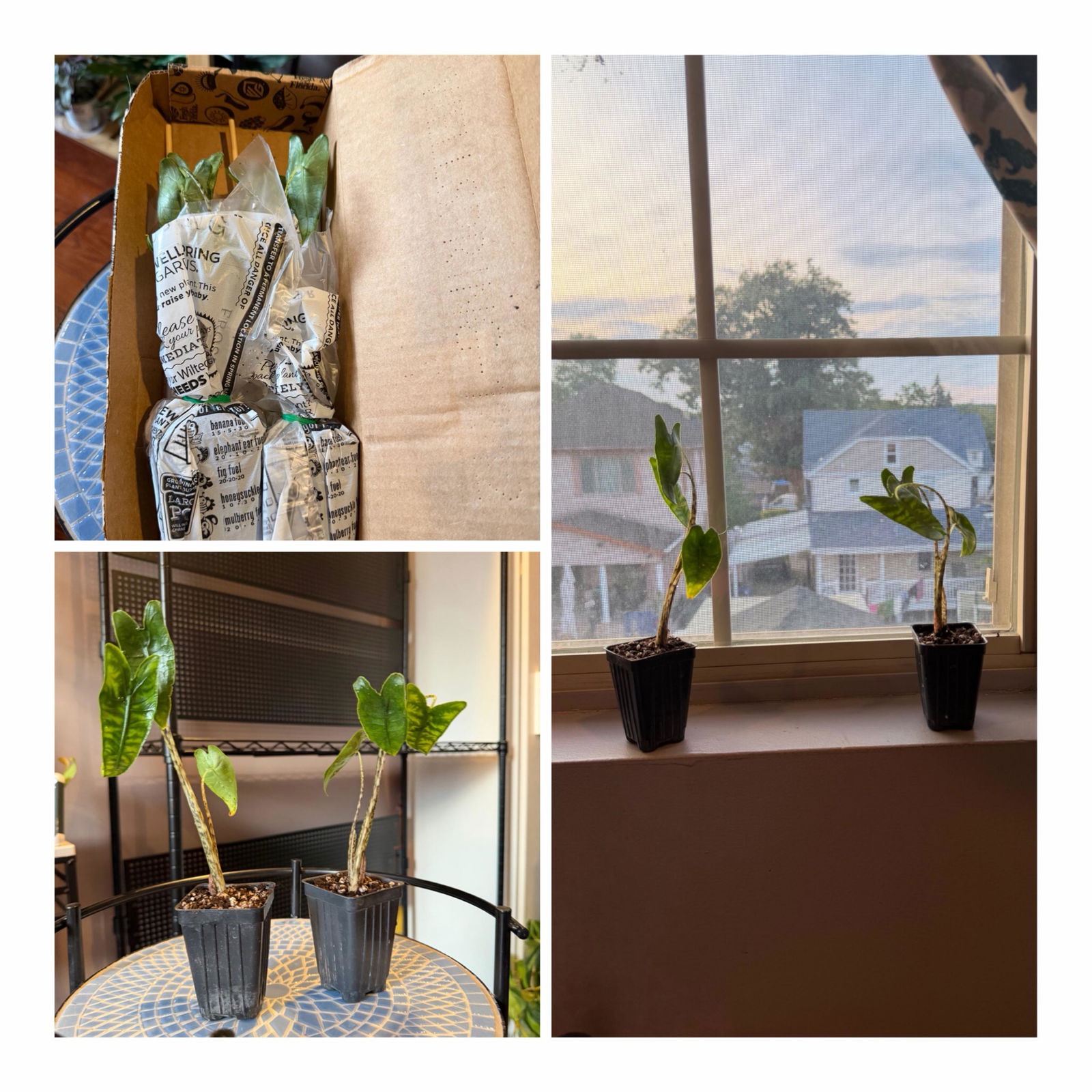 Imperial Red Elephant Ear - Alocasia – Wellspring Gardens