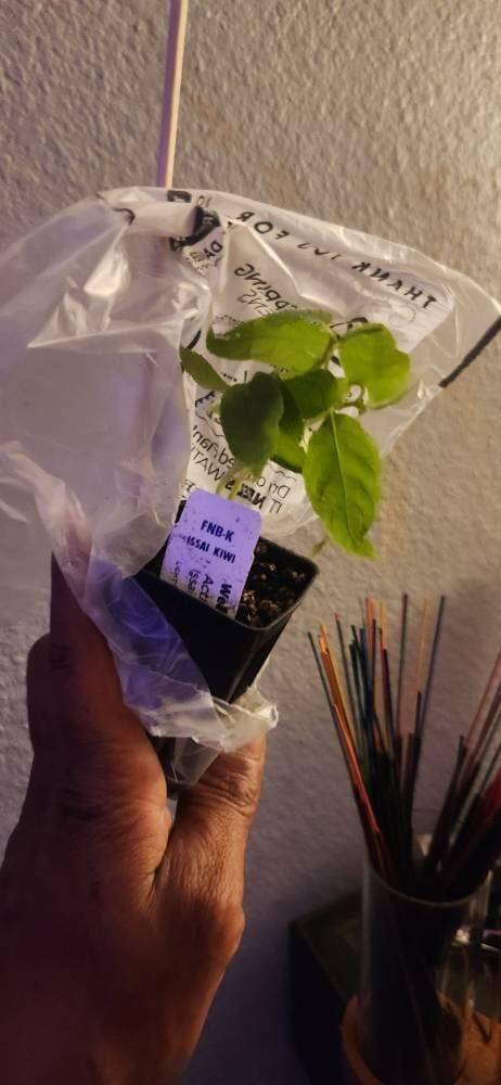 Issai Kiwi - Actinidia arguta – Wellspring Gardens