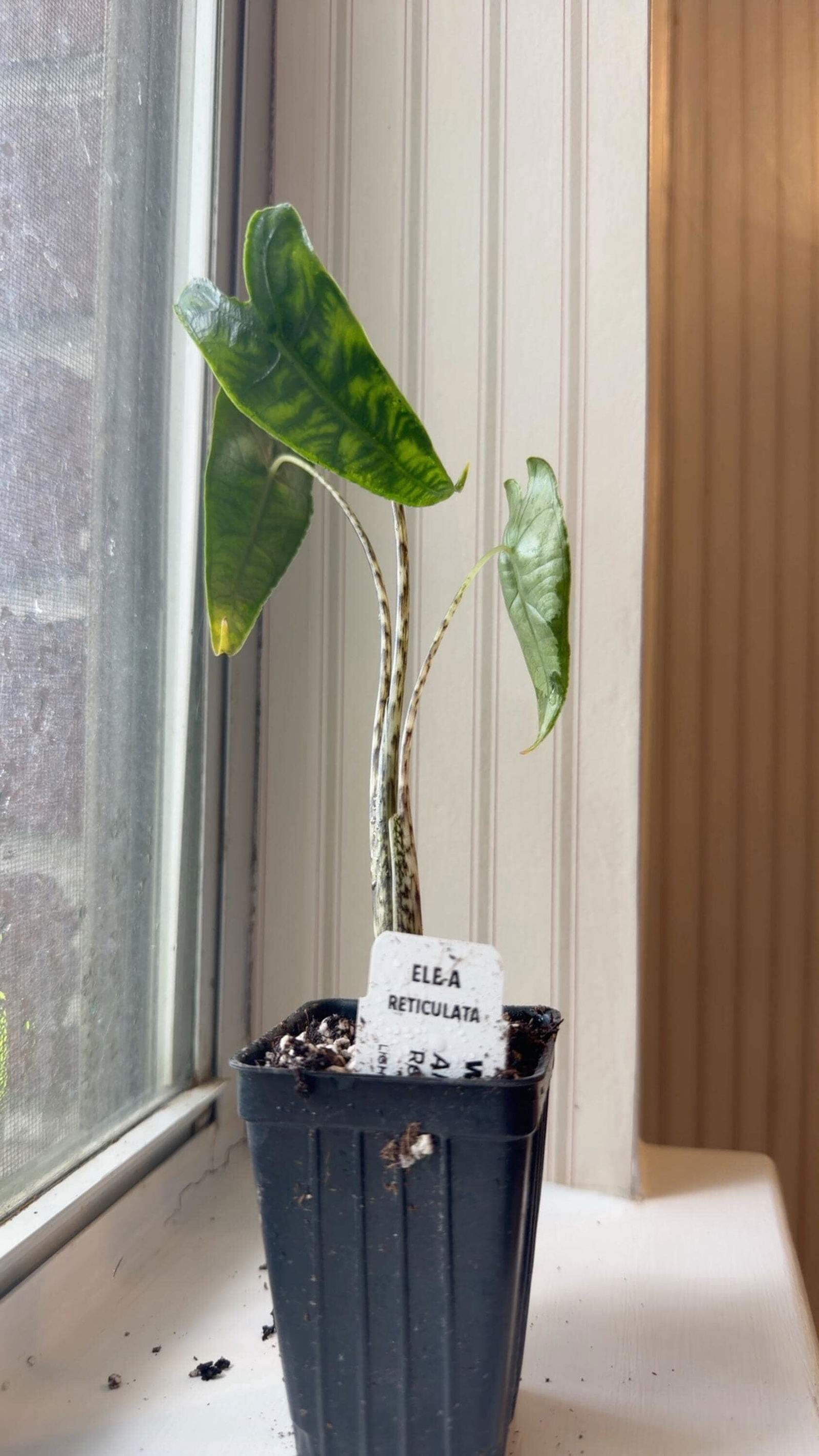 Imperial Red Elephant Ear - Alocasia – Wellspring Gardens
