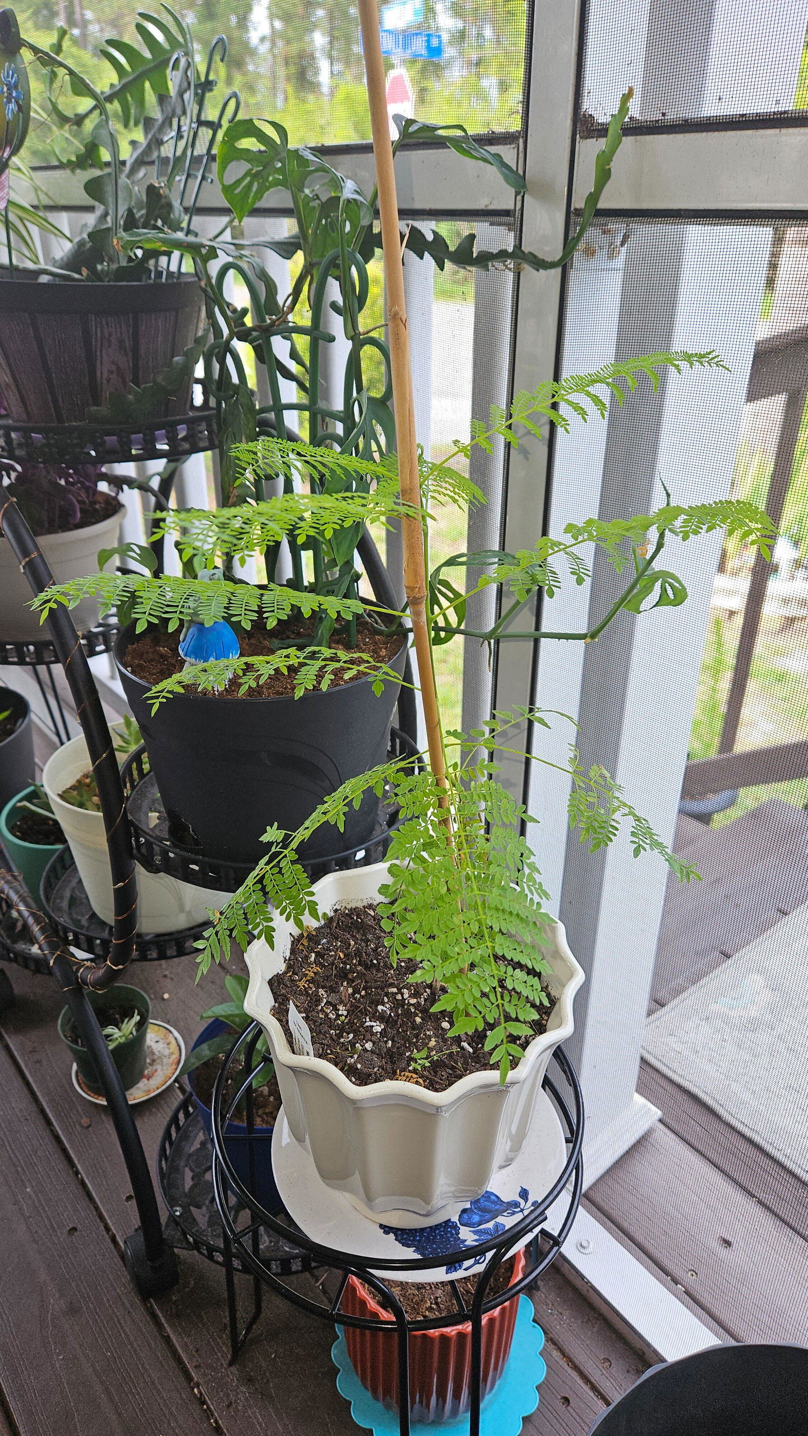 Jacaranda Tree - Jacaranda mimosifolia – Wellspring Gardens