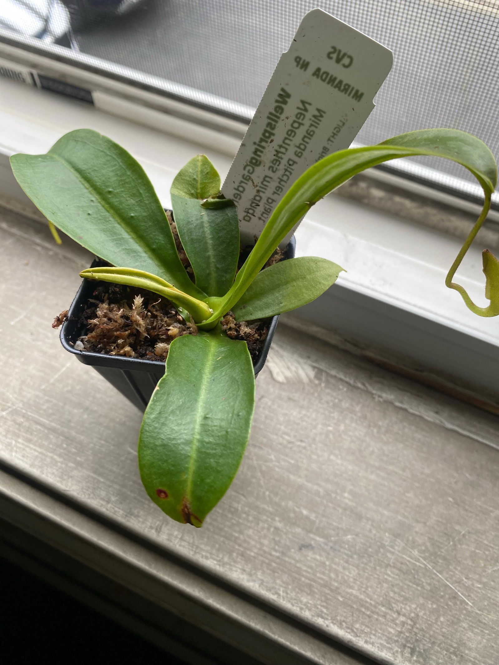 Lady Luck Carnivorous Pitcher Plant - Nepenthes ampullaria x