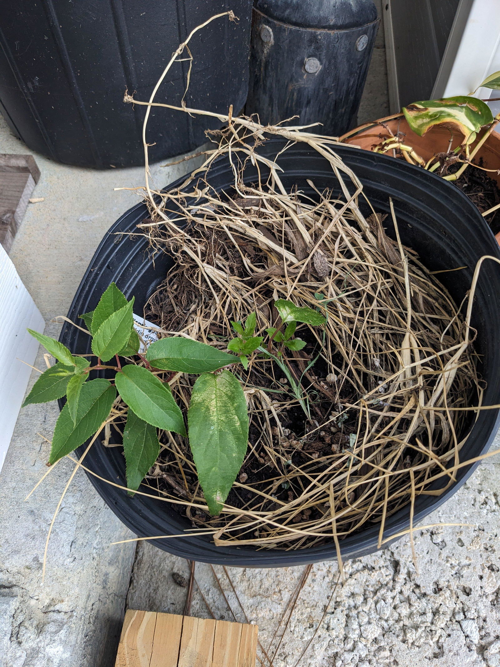 Bundle (4) of Self-fertile Kiwis: 2 Issais + 2 Prolifics