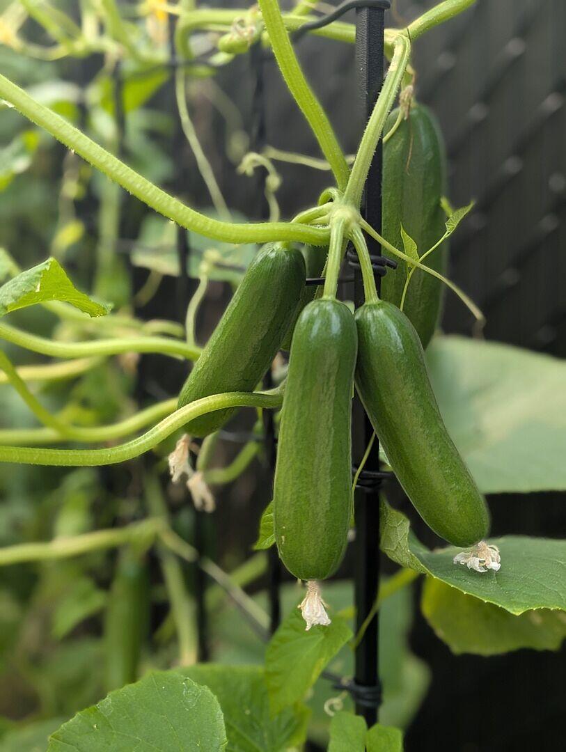 Mini-Me F1 Organic Cucumber Seeds – West Coast Seeds