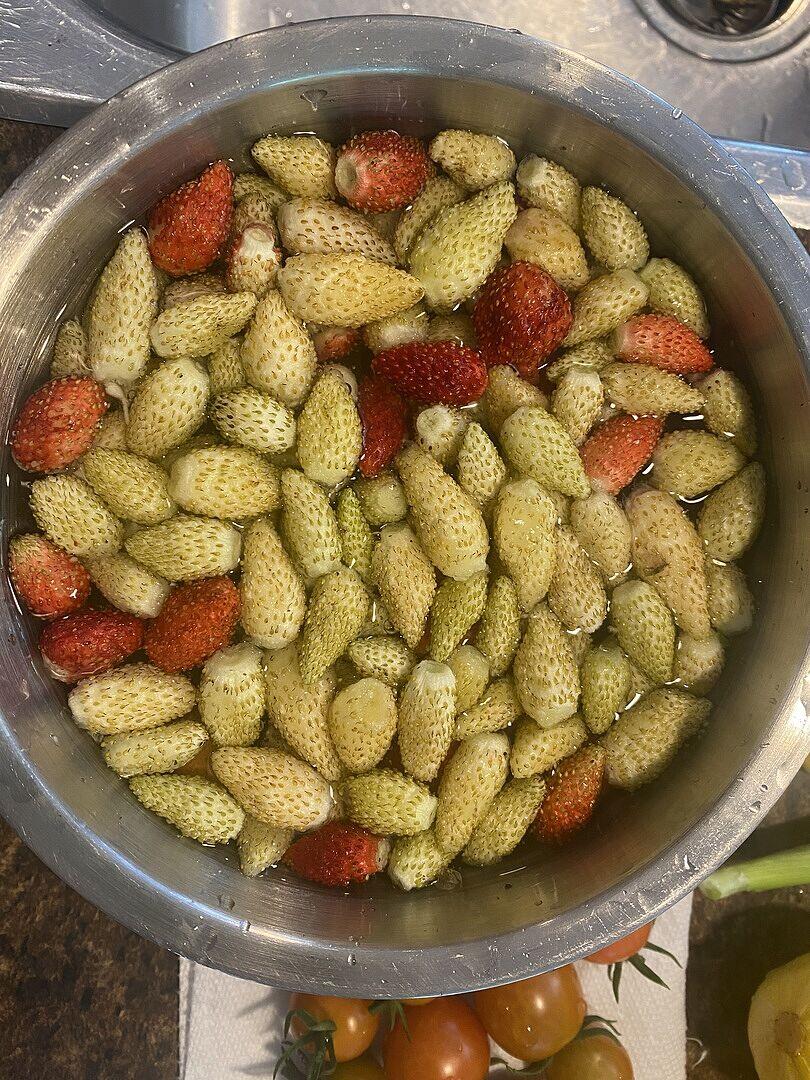 Yellow Wonder Alpine Strawberry Seeds – West Coast Seeds