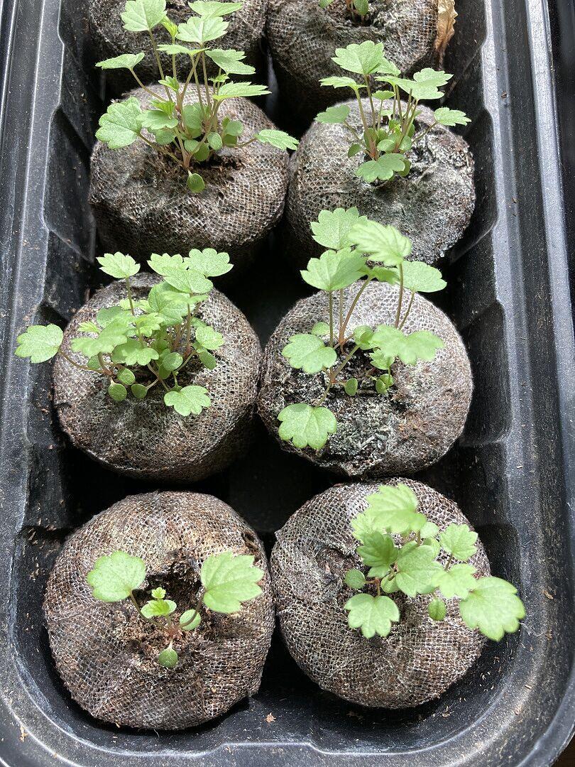 Yellow Wonder Alpine Strawberry Seeds – West Coast Seeds