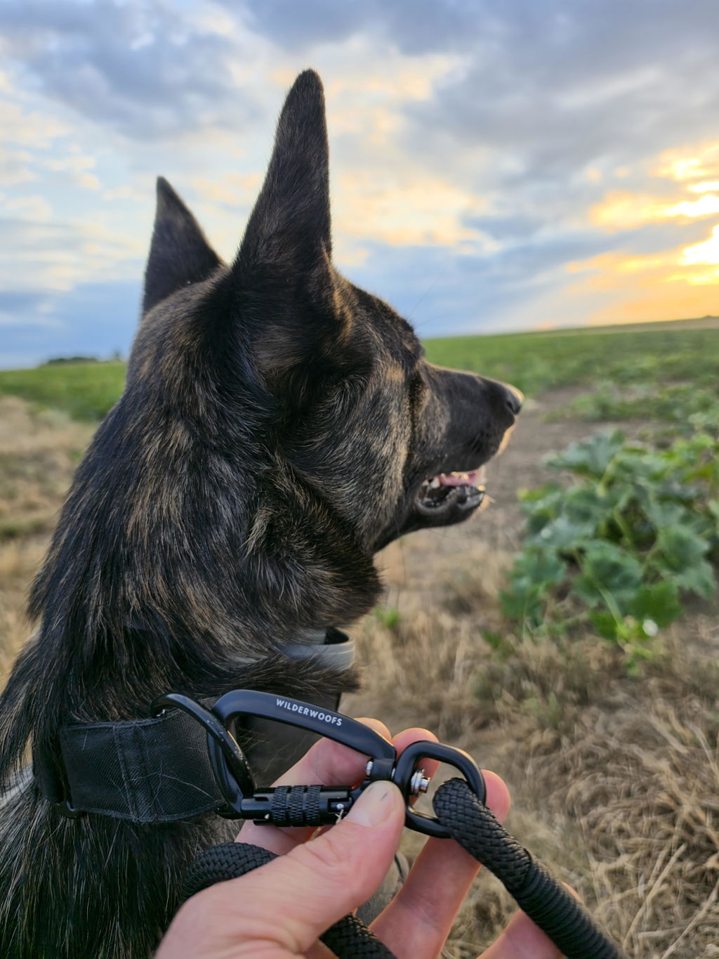 Wilderwoofs