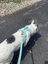 Wolfdoge Signature Leash
