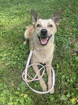 Waterproof Collar