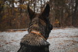 Southwest Spirit Collar