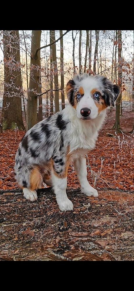 Fell Well - Kokos Fellpflege Spray für Hunde & Katzen