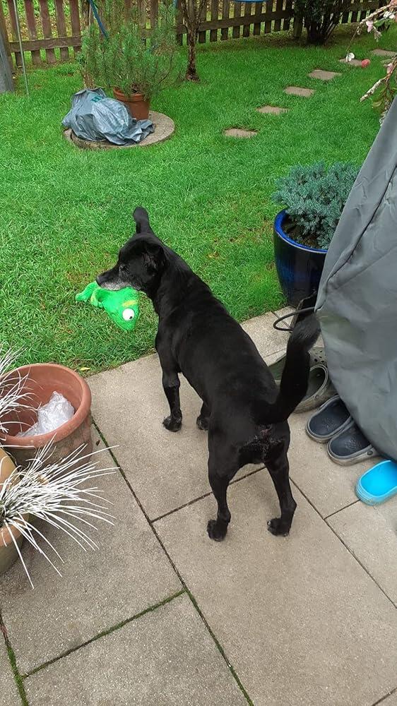 Bio Hanföl für Hunde & Katzen