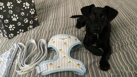 La Vida Harness