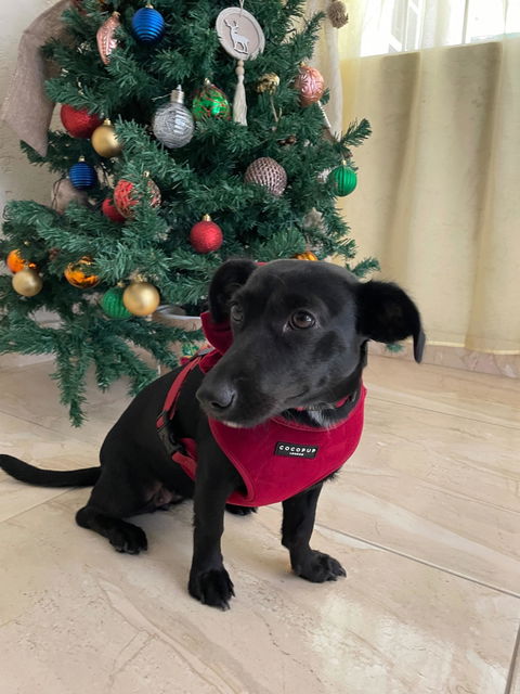 Luxe Red Velvet Harness (Pre-Order)