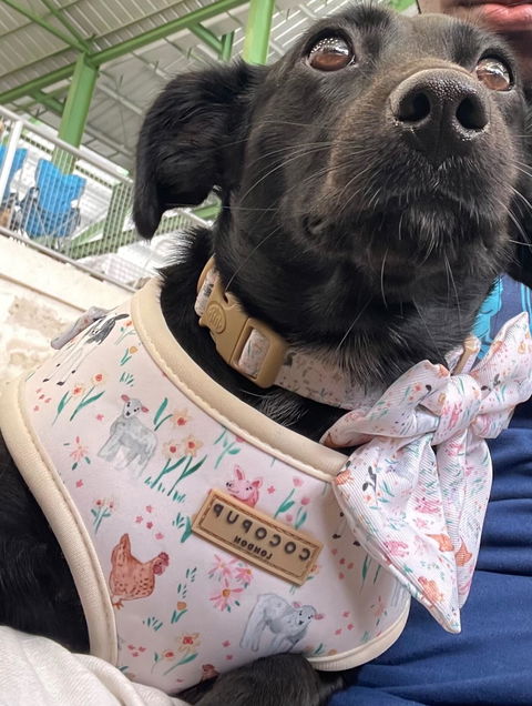 Farmyard Leash