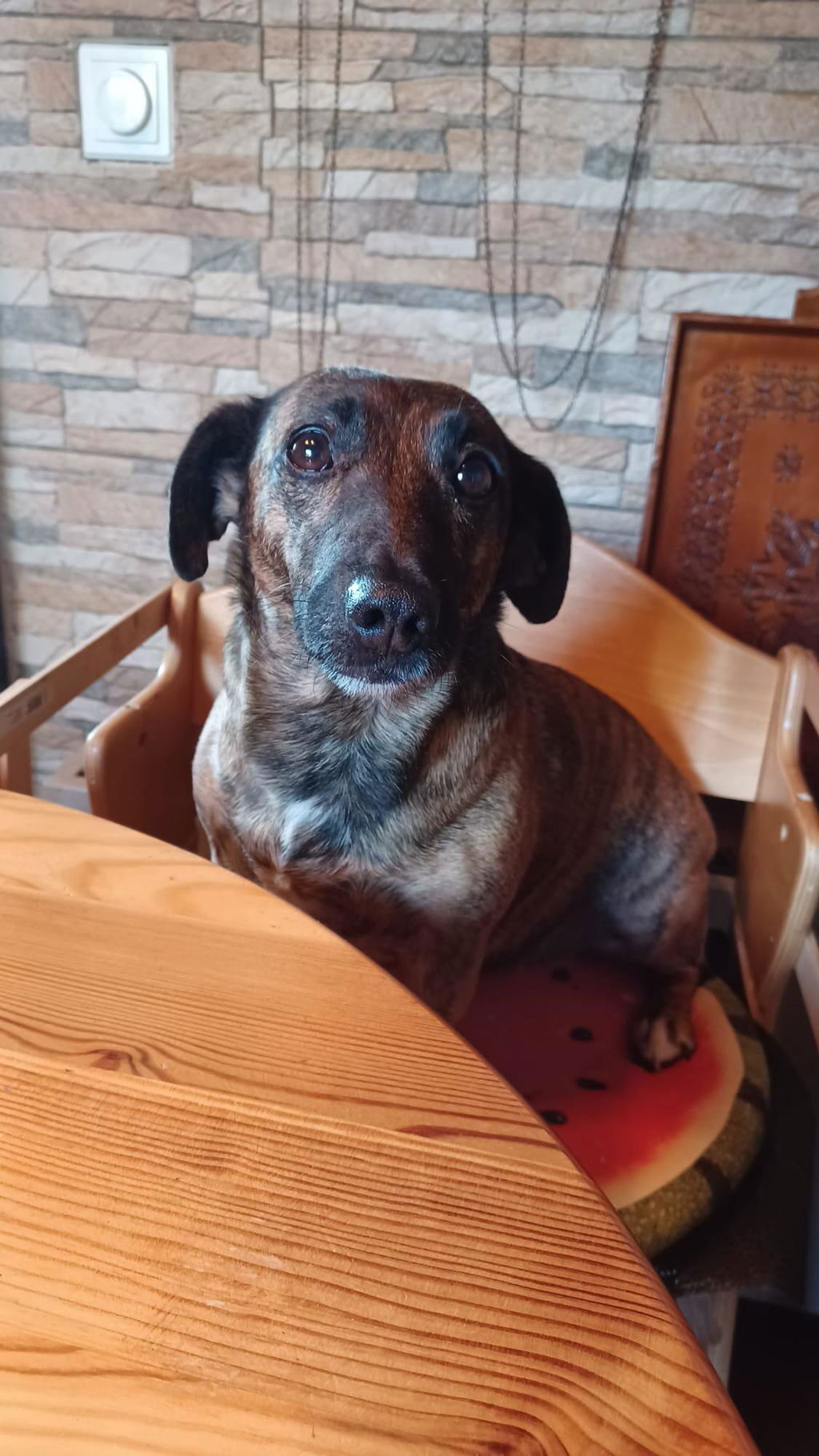 Orange Dog