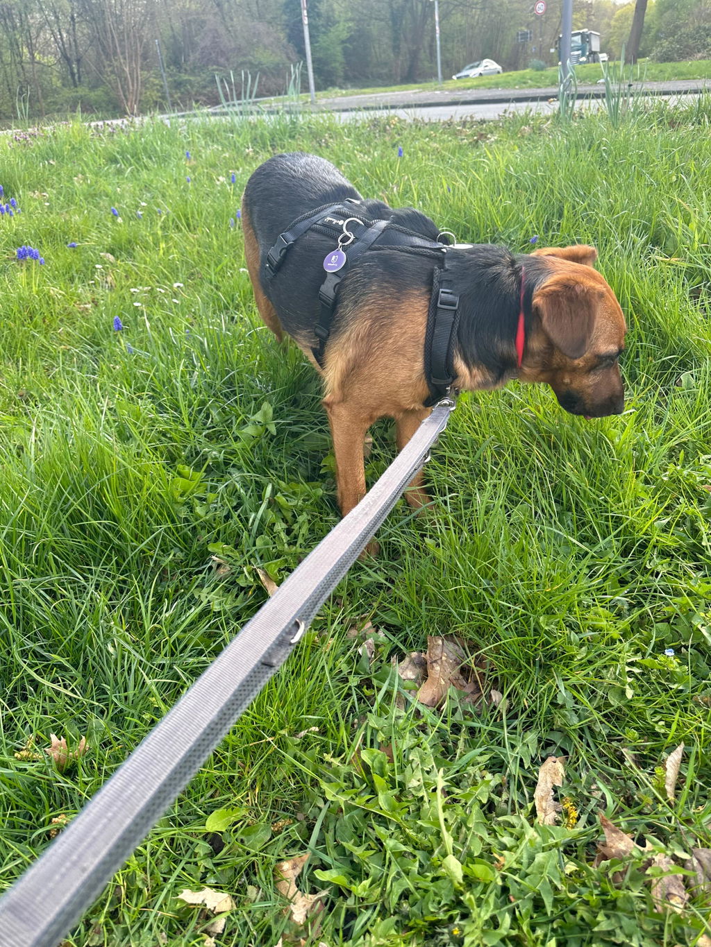 Purple Dog