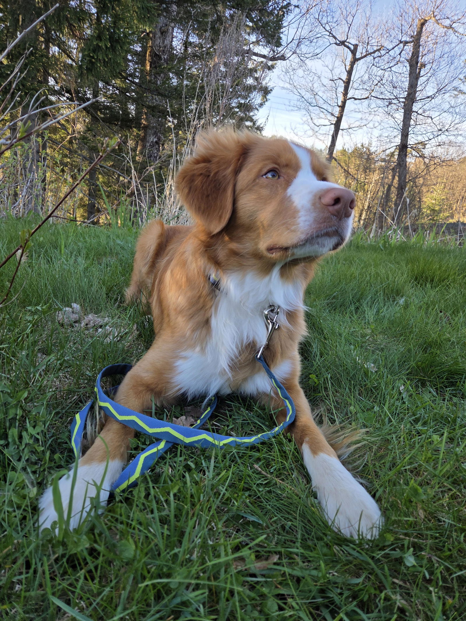 Horizon Dog Collar - Woolly Wolf