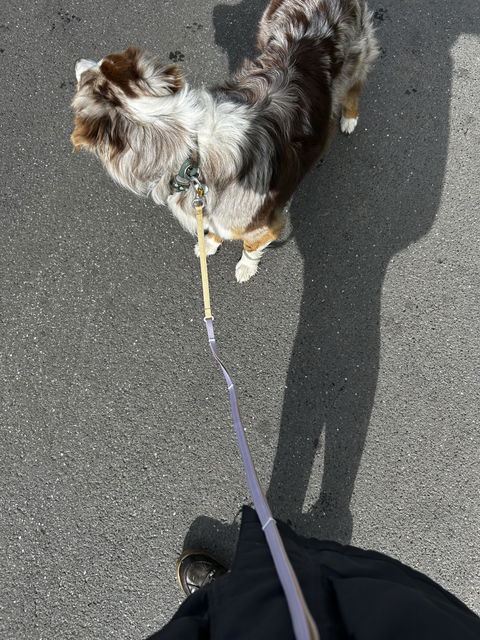 Multi-use Dog Leash Thin Lavender Mix