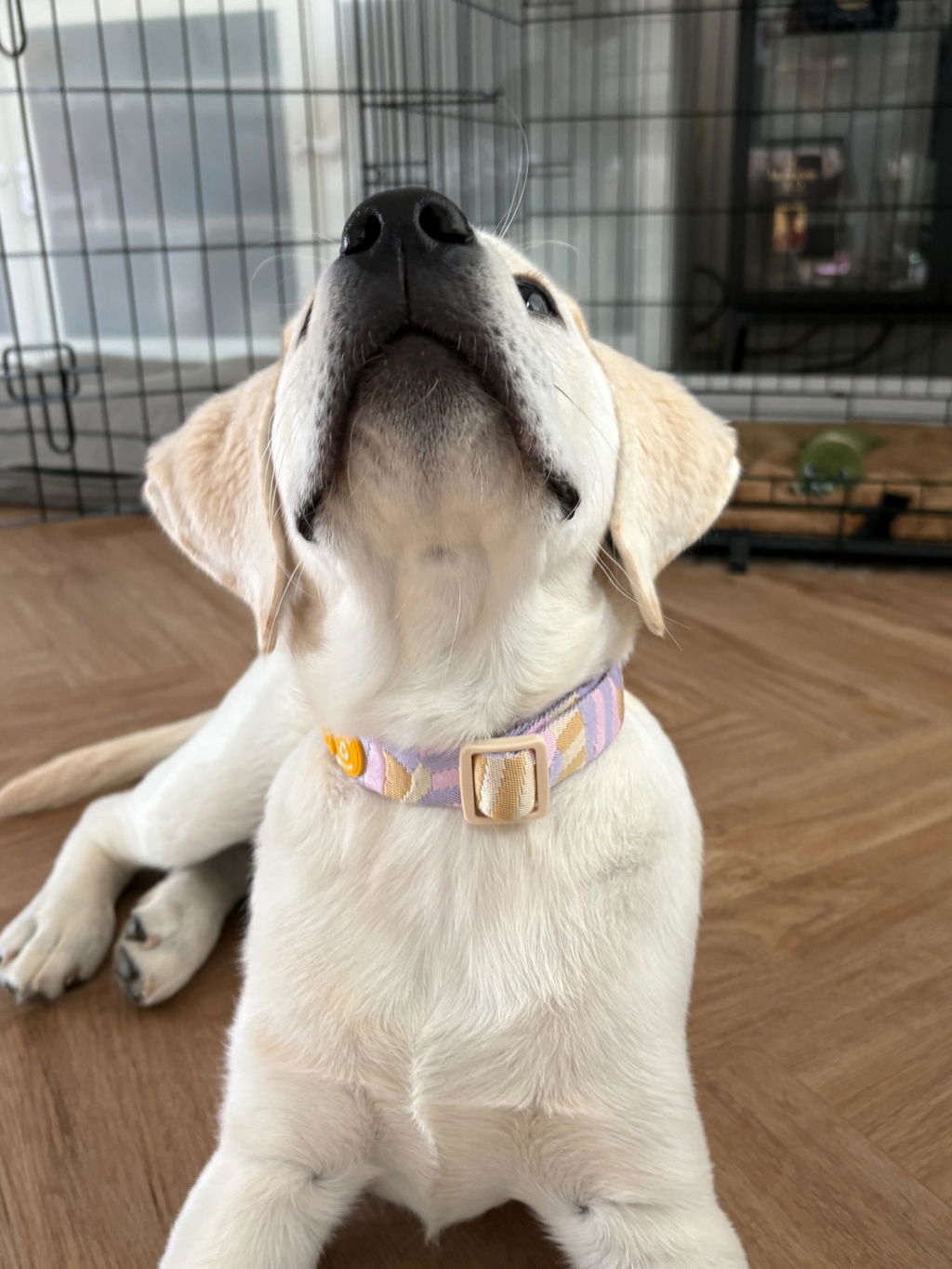 Sunshower Dog Collar - Woolly Wolf