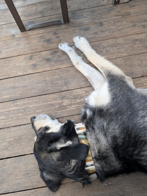 Cloudbeam Dog Collar