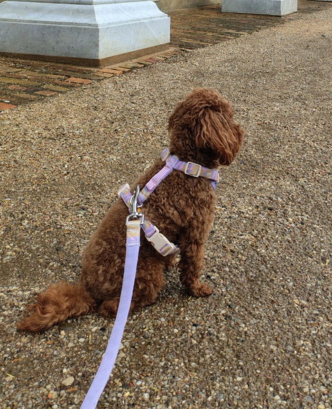 Sunshower Dog Collar