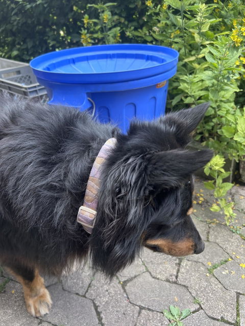 Sunshower Dog Collar