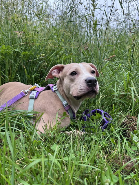 Alpha 360 Dog Harness Mauve Mix