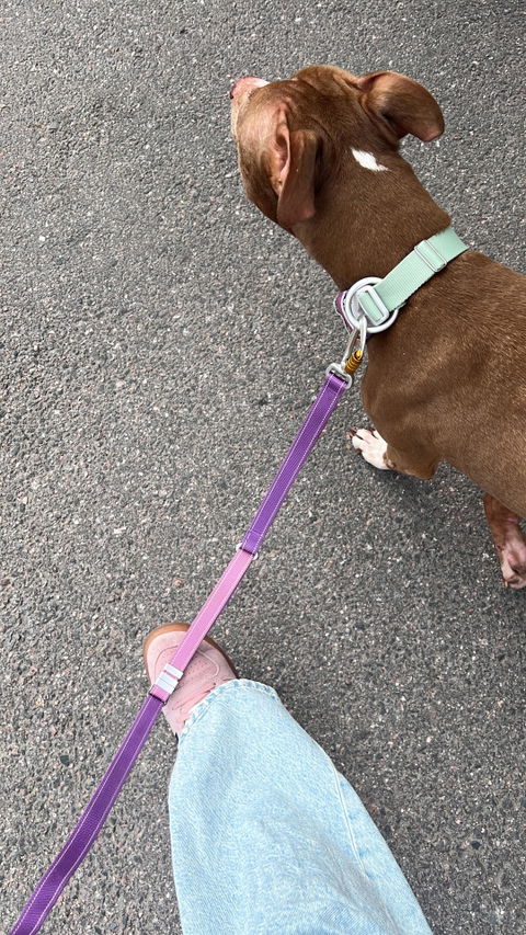 Alpha 360 Dog Collar Mauve Mix