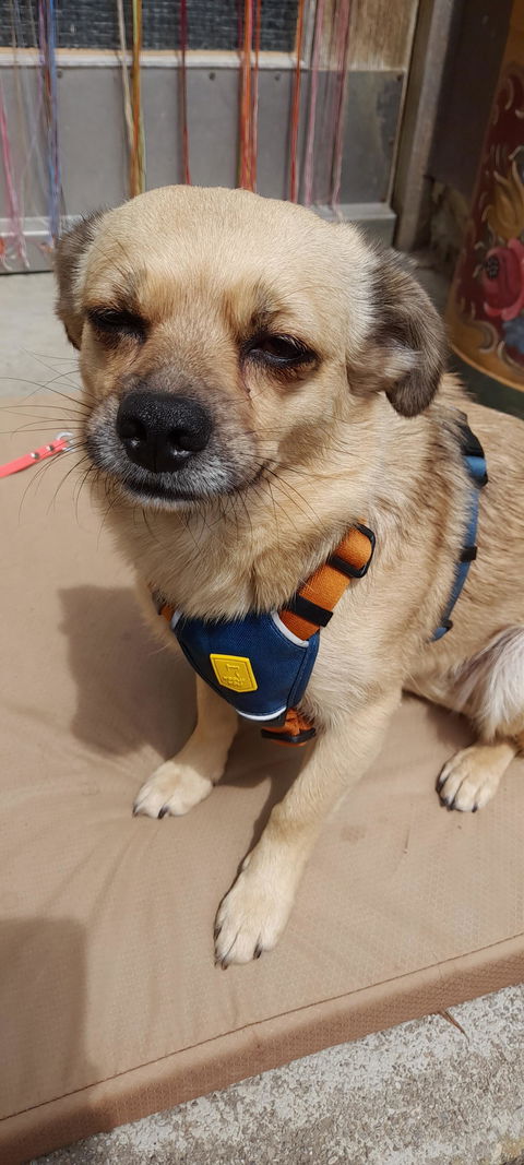 Color Block Dog Harness Lime Mix