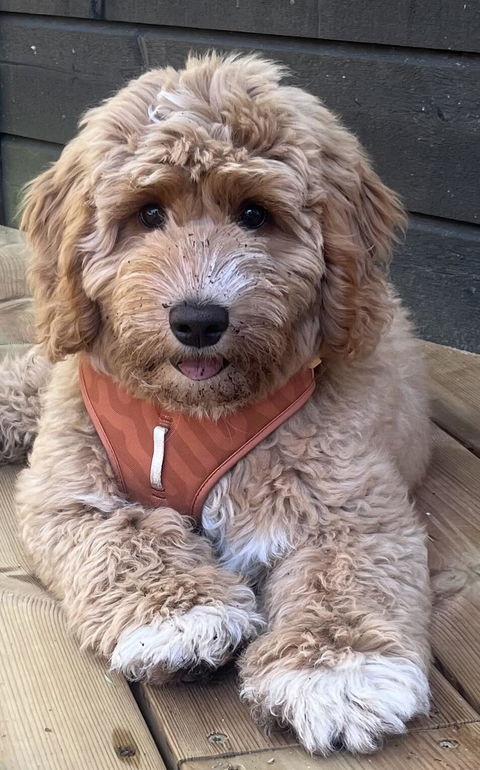 Roam Dog Harness Terracotta