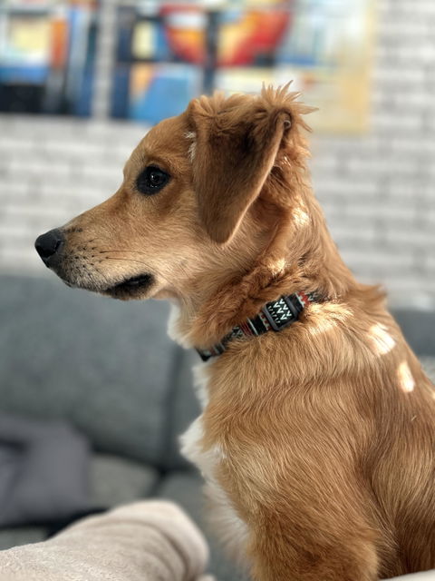Woodland Dog Leash