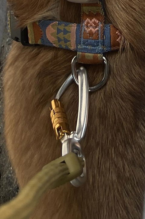 Rope Dog Leash Thin Pistachio Outlet