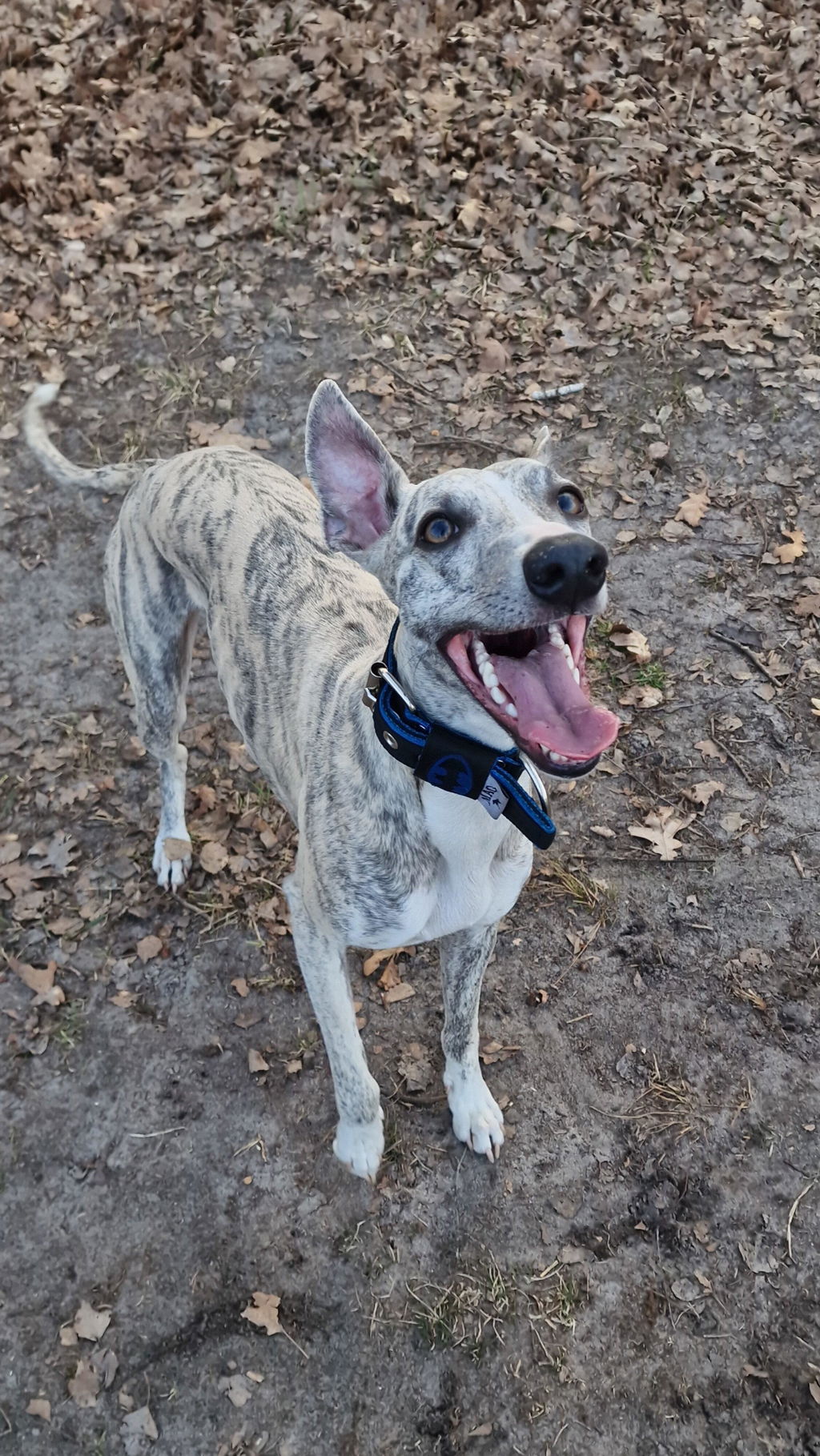 MAG Web Hundehalsband B-Man Blau