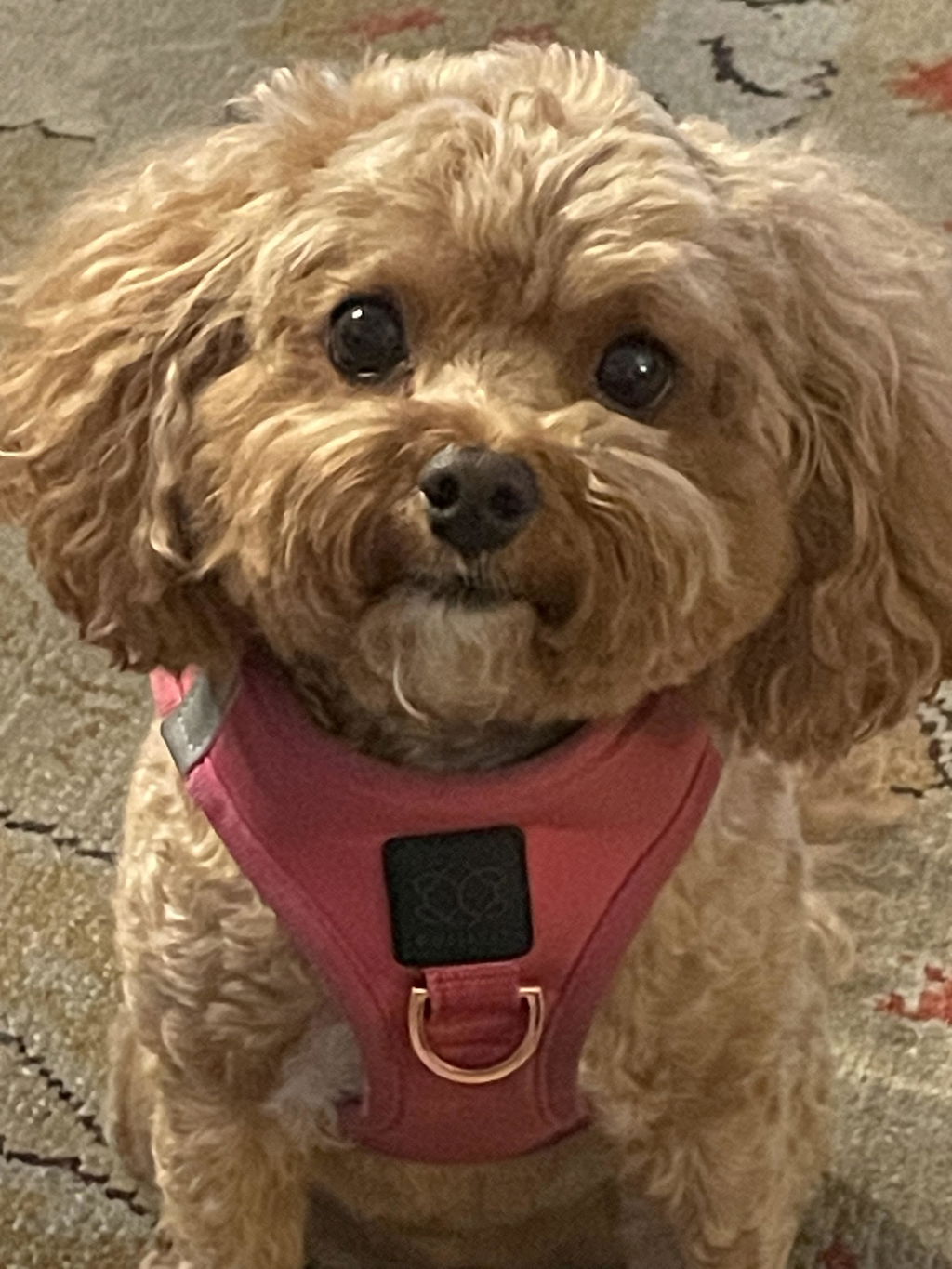 SoHo No-Pull Step-In Dog Harness - Park Ave Pink
