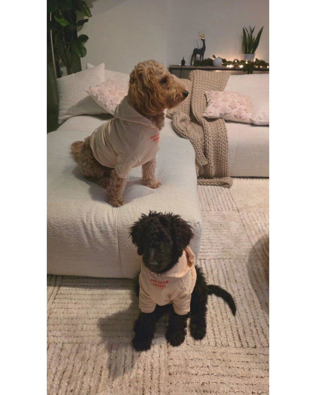Terry Hoodie - Matching Dogs & Unisex