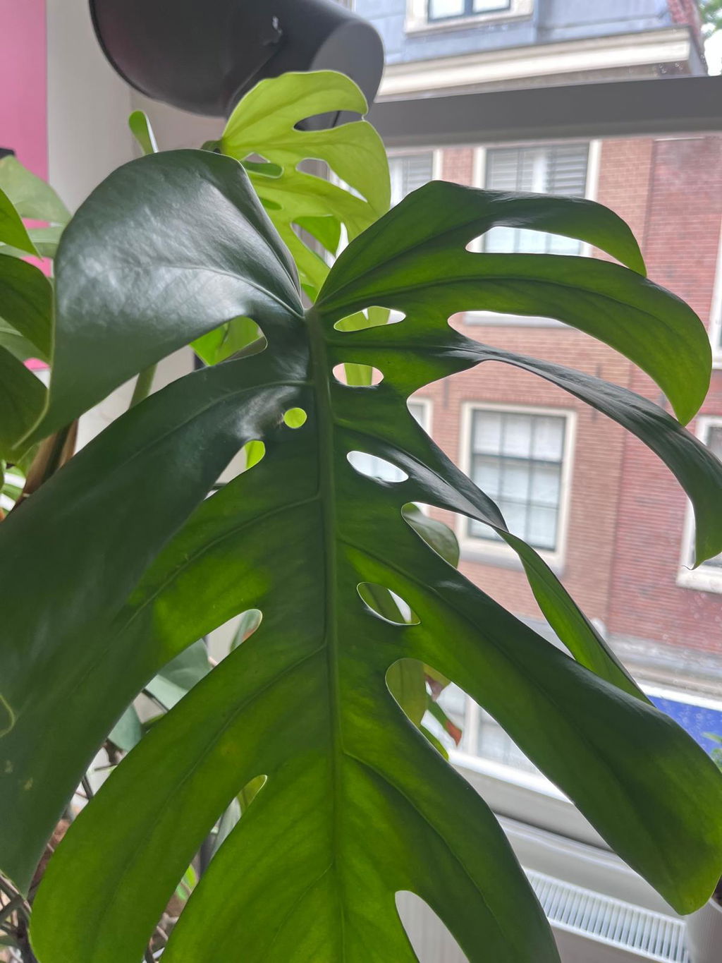 XXLplant