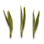 Anji Pearl Tips